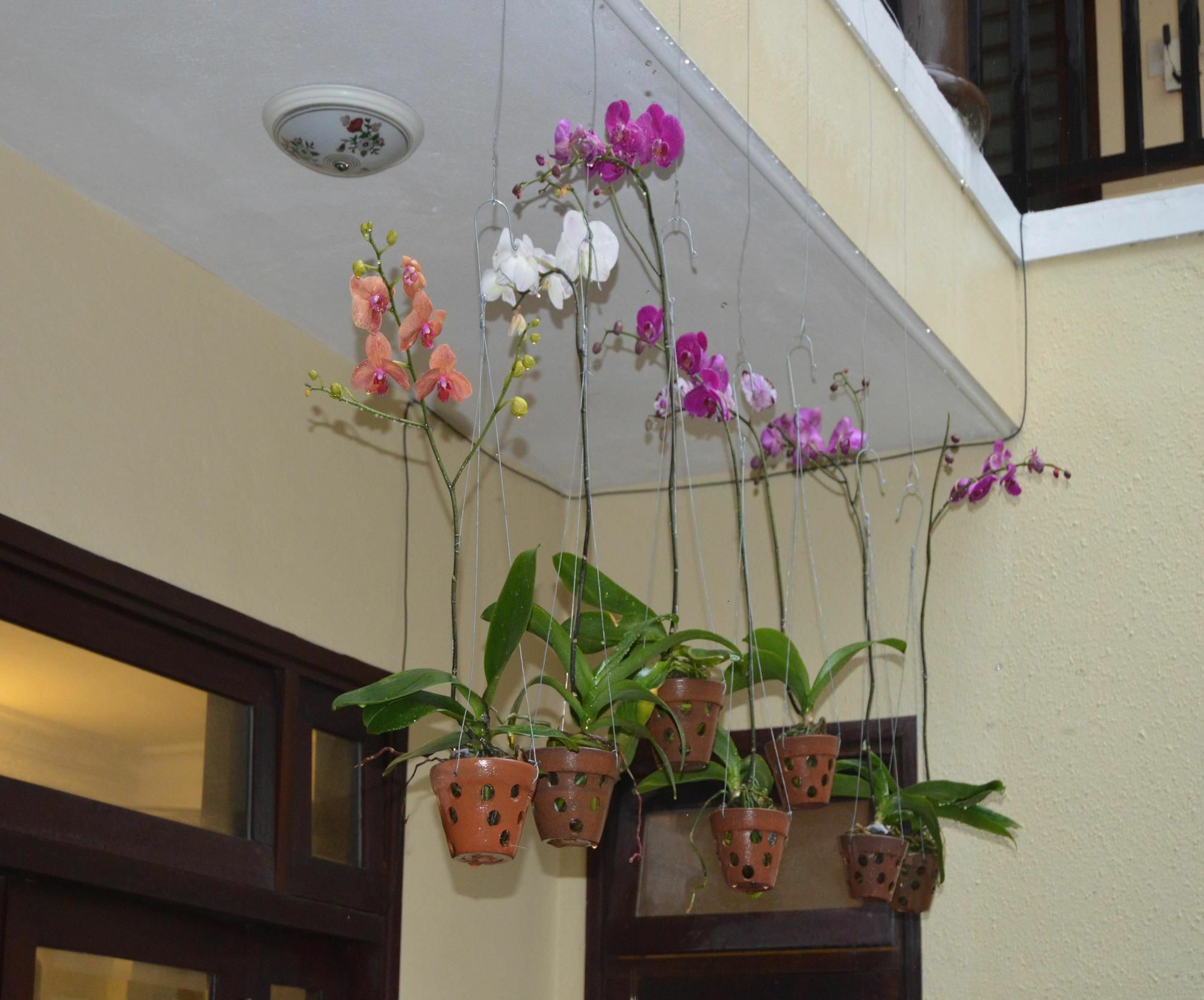 Orchids Homestay Hội An Buitenkant foto